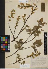 Foto von Salix myrsinifolia Salisb.